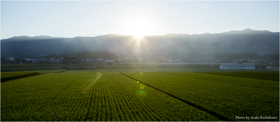 有田の棚田_朝日